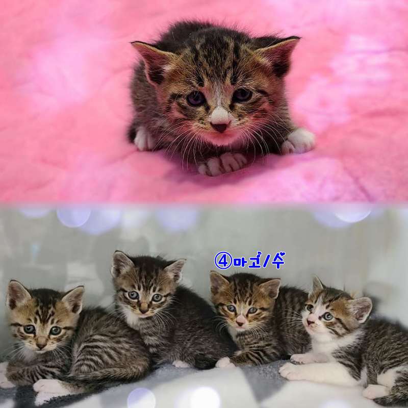 군산유기동물보호센터_445467202302564